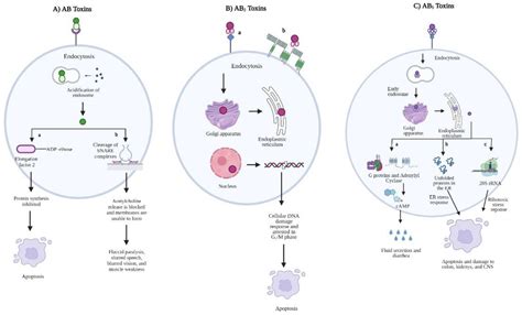 AB5 Enterotoxin-Mediated Pathogenesis: Perspectives Gleaned from Shiga ...