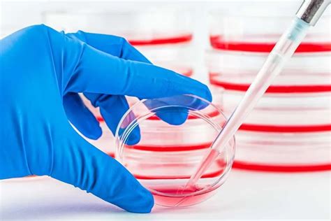 Stem Cell Process 的图像结果