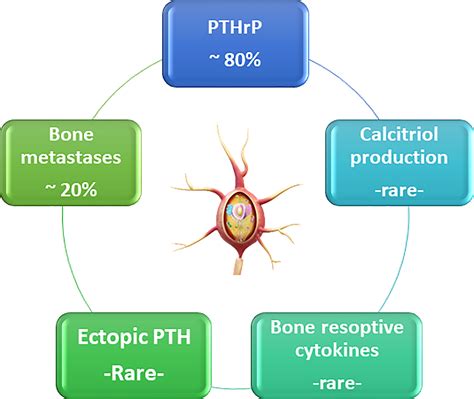 Bisphosphonates Mechanism Of Action In Hypercalcemia
