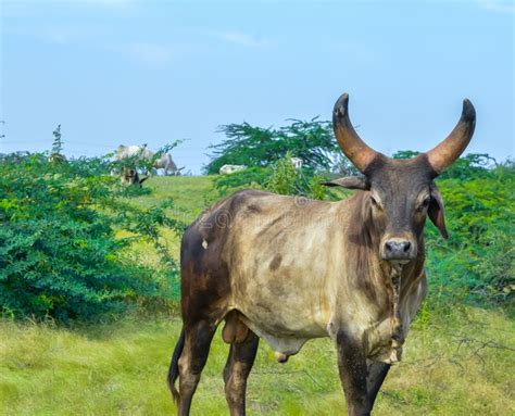 पुण्यात शेतकऱ्याने बैलाचा मृत्यू झाल्यानंतर माणसांप्रमाणेच घातली अंत्यविधी