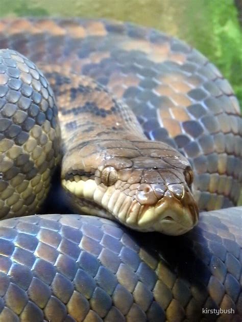 Image result for Amethystine Python Poster