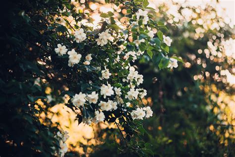 Manes Funeral Home | Trusted Funeral & Cremation Services