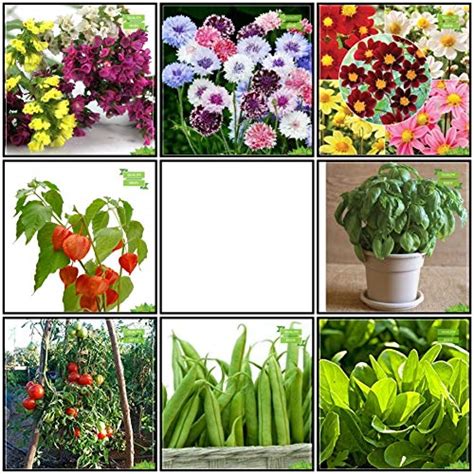 Buy Creative Farmer Varieties Of Seeds Combo Herb Seeds and Flower ...