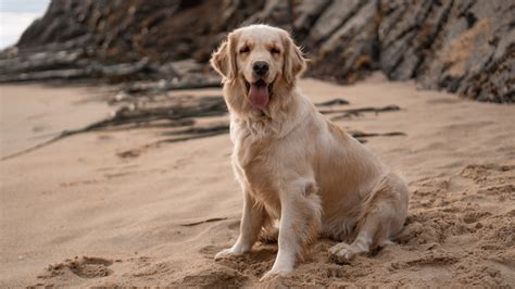 Camas Washougal Animal Hospital Gallery | Vet Clinic In Washougal, WA