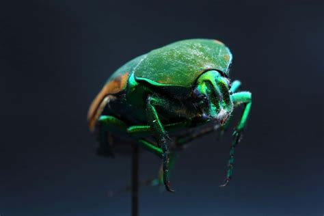 Download Green June Beetle Closeup Wallpaper | Wallpapers.com