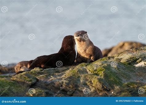 Sea Otter Resting on Seaside Rock Stock Photo - Image of nature, coast ...