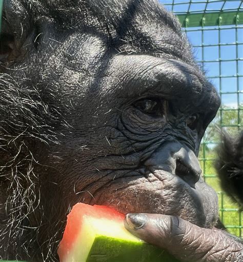 Gorilla With Down Syndrome