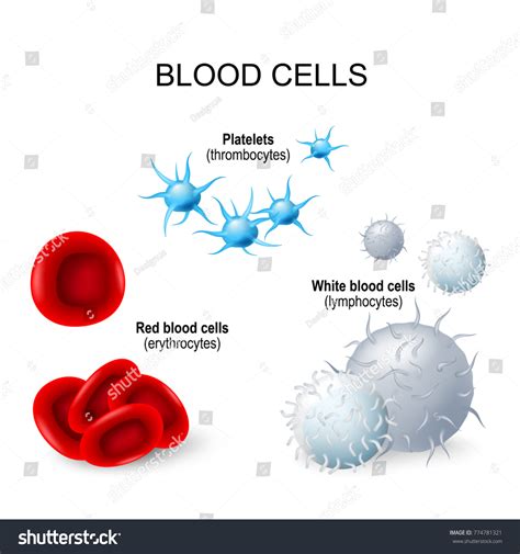 Blood Cells Formed Elements Blood Platelets Stock Illustration 774781321 | Shutterstock