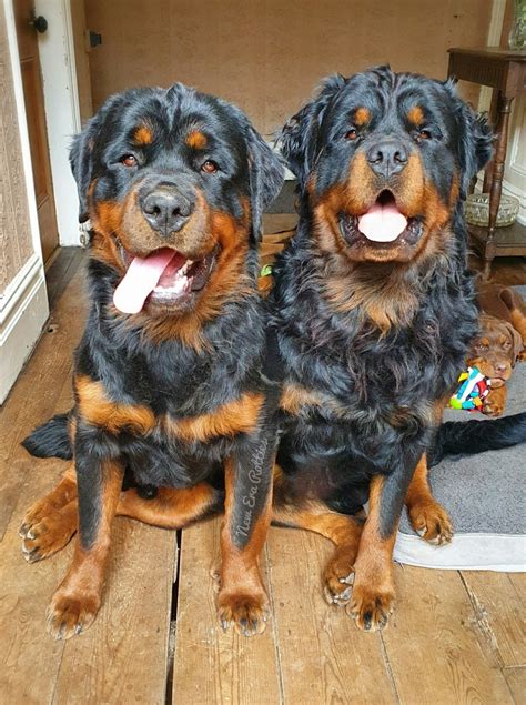 Are Rottweilers Long Or Short Haired