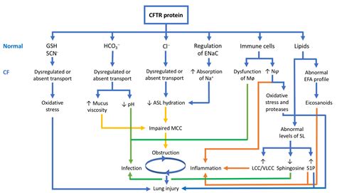 CFTR Protein: Not Just a Chloride Channel?