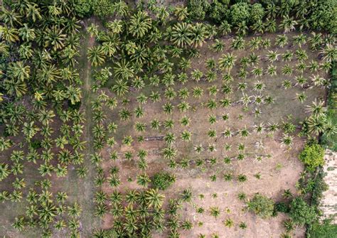 Cocoa Intercropping in Coconut Farms