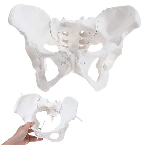 SKUMOD Realistic Life-Size Female Pelvis Model with India | Ubuy