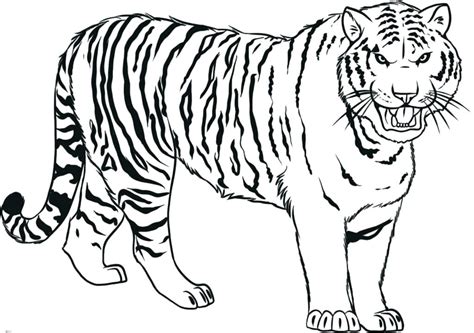 Image result for Drawing a Tiger