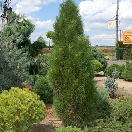 Сосна черная Грин Тауэр (Pinus nigra Green Tower),купить сосну,саженцы ...