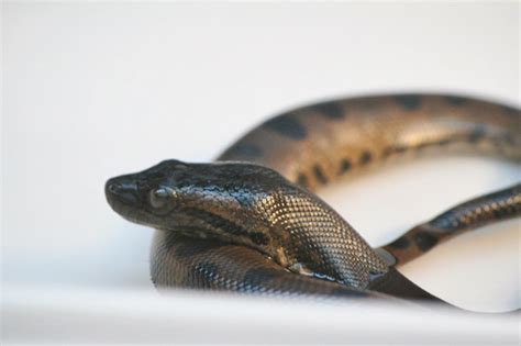 Green Anaconda - Anaconda, Boas & Pythons