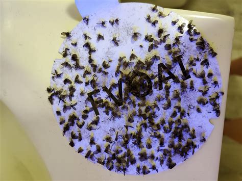 Drain Fly Infestation- I have a severe infestation of drain flies in my ...