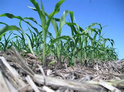 Management tools ease no-till practices – AgriNews