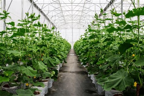 Natural Farming Methods 的图像结果