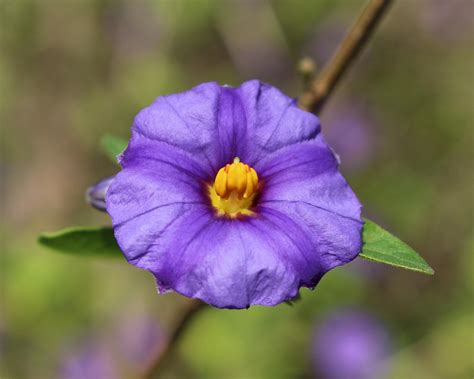 3+ Free Paraguay-Nightshade & Nature Images - Pixabay