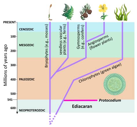 Life Evolution Chart 的图像结果