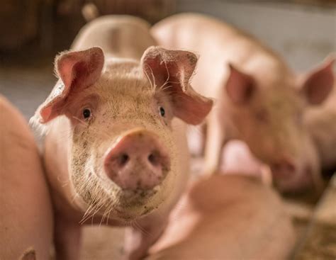 Mastschweine in Deutschland: Die Zahlen und Fakten in Bildern ...