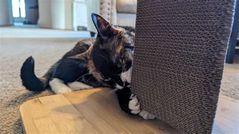 Image result for Cat Scratching Post Review