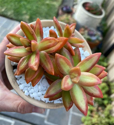Sedum Fire Storm Sedum Adolphii Golden Sedum | Care Guide | Types of ...