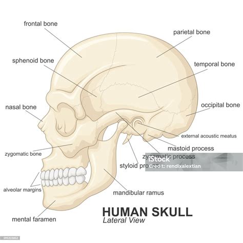 Skull Anterior View Labeled
