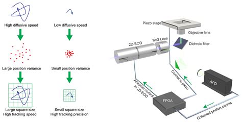 Single Particle Tracking 的图像结果