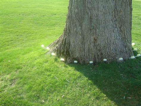Dutch Elm Disease Treatment