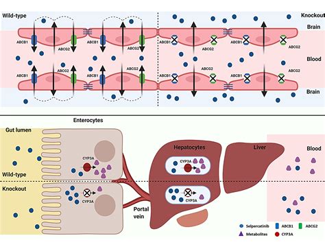 P-Glycoprotein (ABCB1/MDR1) and BCRP (ABCG2) Limit Brain Accumulation ...