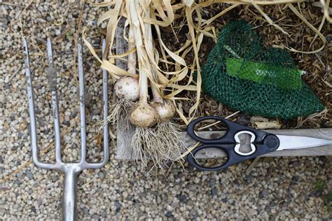 How to Harvest and Store Garlic