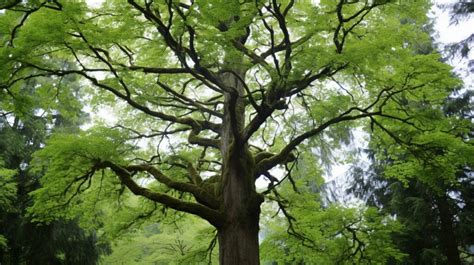 Tapping a Maple Tree 的图像结果