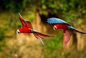 Make Your Trip to Brazil Unique - Experience Into the Great Amazon ...