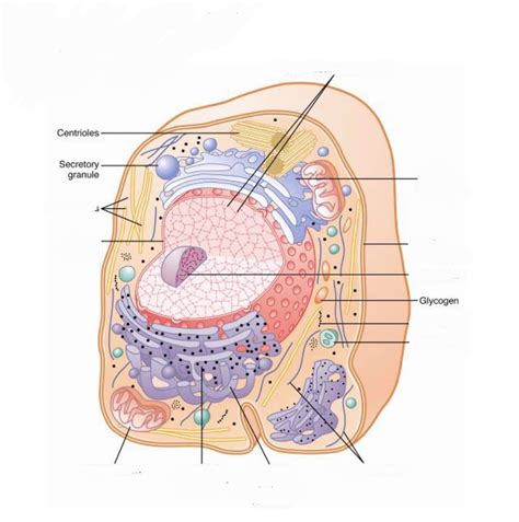 Cell Structure with Name Sign 的图像结果
