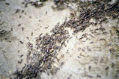 蚁群seo系统 的图像结果