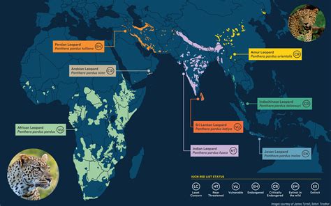 Where in the World Do Leopards Live? | Panthera