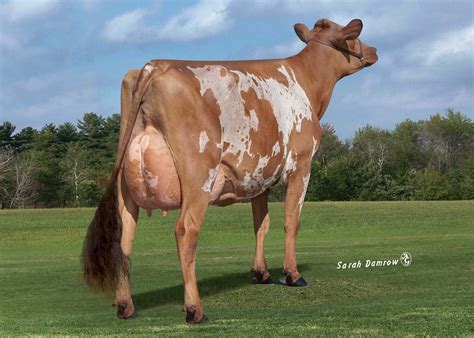 Our Ayrshire Cows | Mackinson Dairy Farm