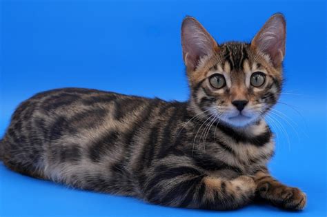 Bengal Cat Colors: Complete Guide to All Coat Variations | Pet Perfect