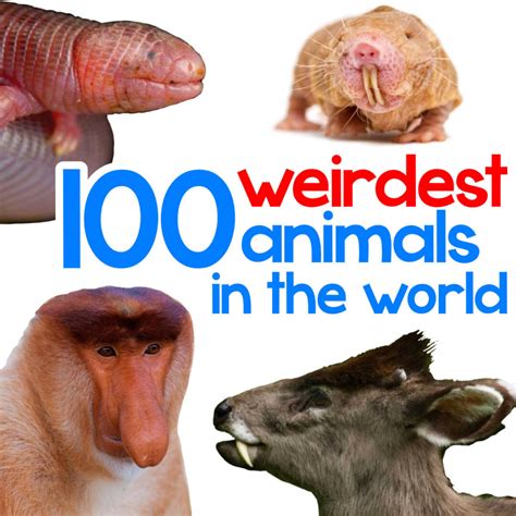 100 Weirdest Animals in the World (with photos) - Factopolis