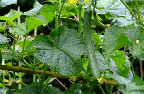 Cucumber History, Plant Information, Interesting facts, and Nutritional Value | Wikifarmer
