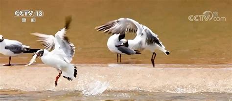 候鸟迁飞舞动命运与共-动物视频-搜狐视频