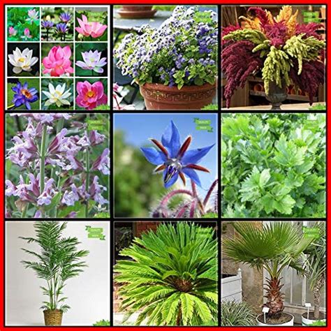Creative Farmer Garden Seeds Combo Herb Seeds and Flower Seeds : Lotus ...