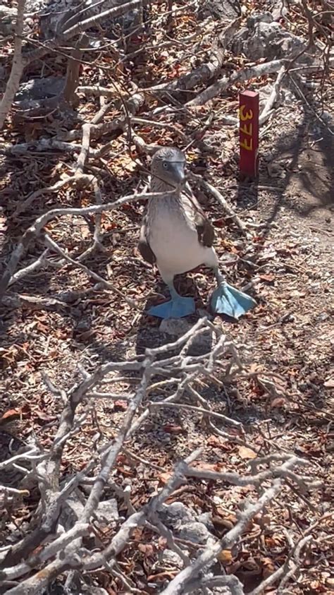 Boobies And More Boobies Everywhere. | by Whye Waite | Sea Stories | Medium