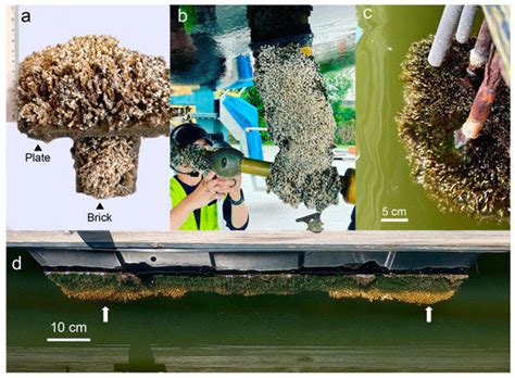 Is Ficopomatus enigmaticus (Annelida: Serpulidae) Becoming a Nuisance ...