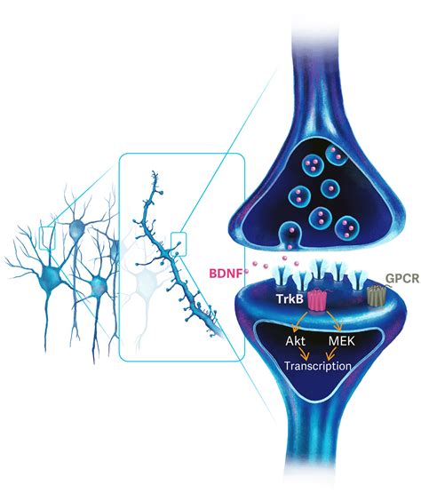 Image result for Updated Alto Algorithm