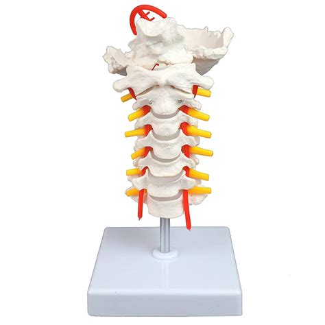 Buy Spinal Nerves Model Anatomy,Spine Human Body Simulation,Life-Size ...
