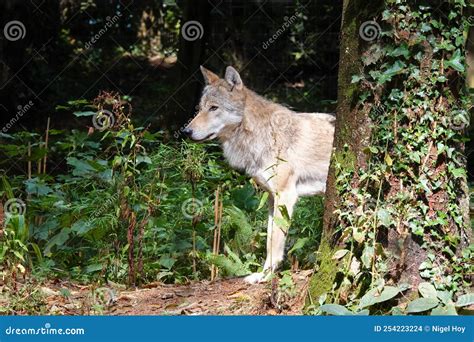 Lone Grey Wolf Standing by Tree Stock Photo - Image of grey, predator ...
