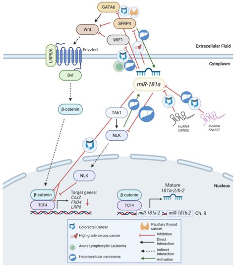 miR-181a: Regulatory Roles, Cancer-Associated Signaling Pathway ...