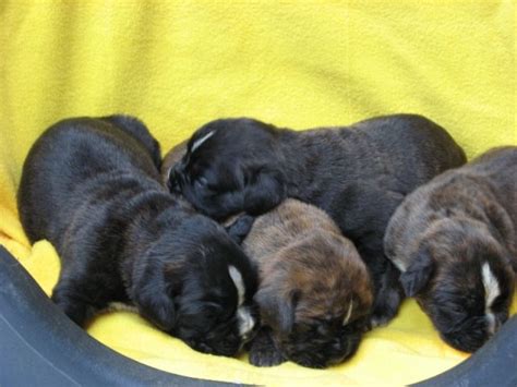 Rassehunde Boxer Kleinanzeigen | Rassehunde Boxer Annoncen | Rassehunde ...